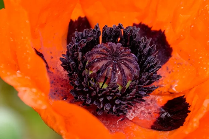 Mohn