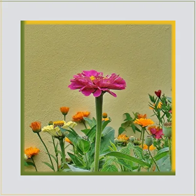 Mauerblümchen