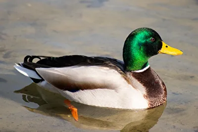 Ente in ihrem natürlichen Habitat :-)
