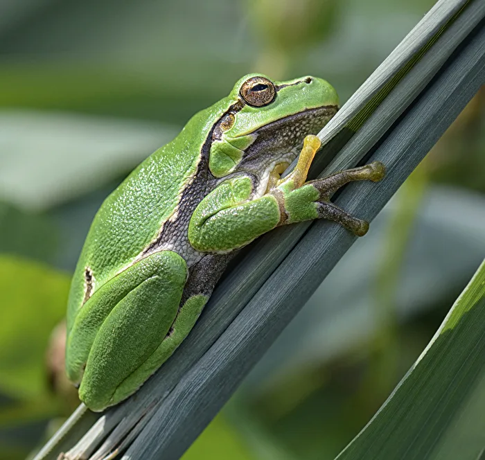 Laubfrosch..