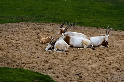 Mittagsruhe
