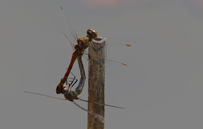 Dragonflies in their mating dance
