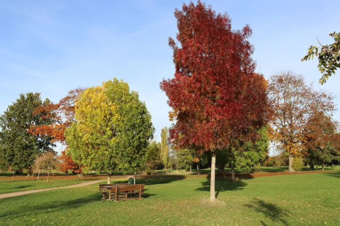 Tree Park