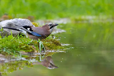 Spiegelbild
