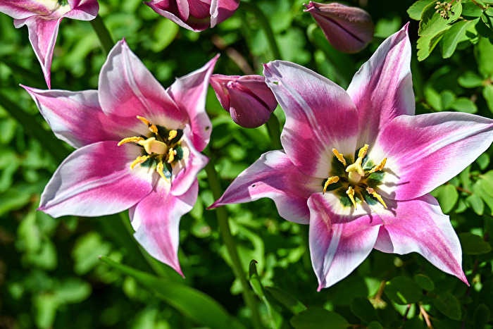 Frühlingsblüten