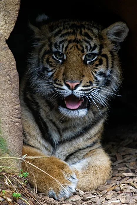 young tiger