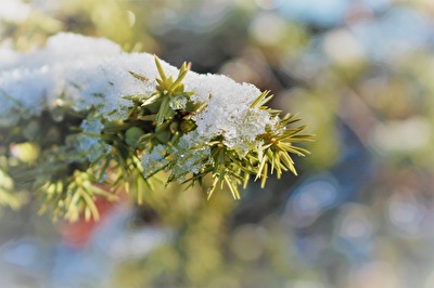 Kleiner Ast mit Schnee bedeckt