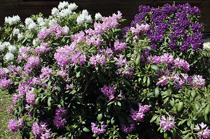 Rhododendron