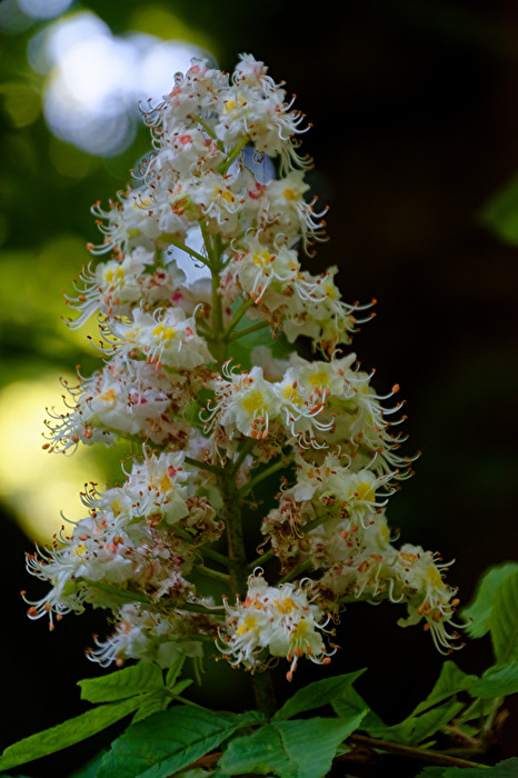 Kastanienblüte