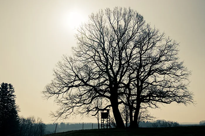Old Oak
