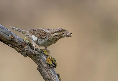 Eurasische Wendehals (Jynx Torquilla) mit Ameise Eiern