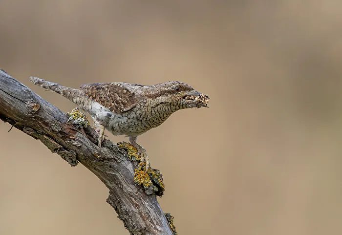 Eurasian Wryneck (Jynx Torquilla) with Ant Eggs