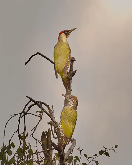 Green Woodpecker Pair