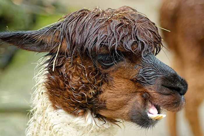 Alpaca