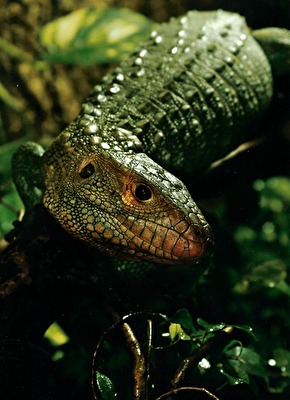 Krokodilteju oder Panzerteju