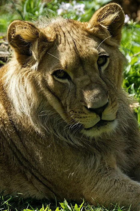 junger Löwe