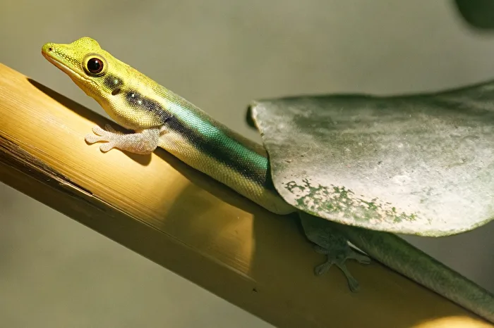 Blauer Bambusgecko