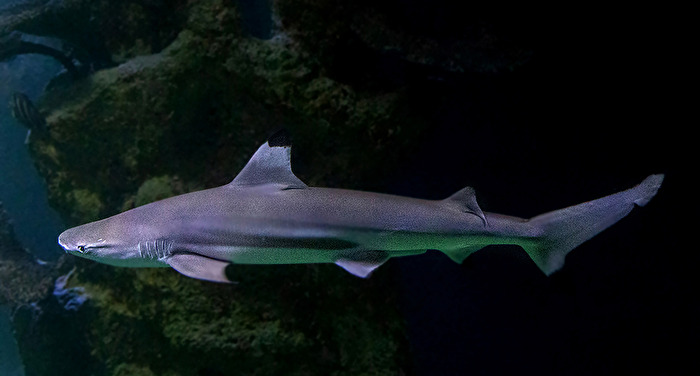 Fische             Schwarzspitzenhai