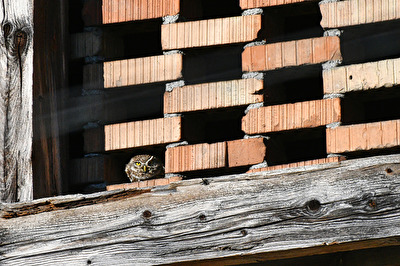 Kauz vor dem schlafengehen