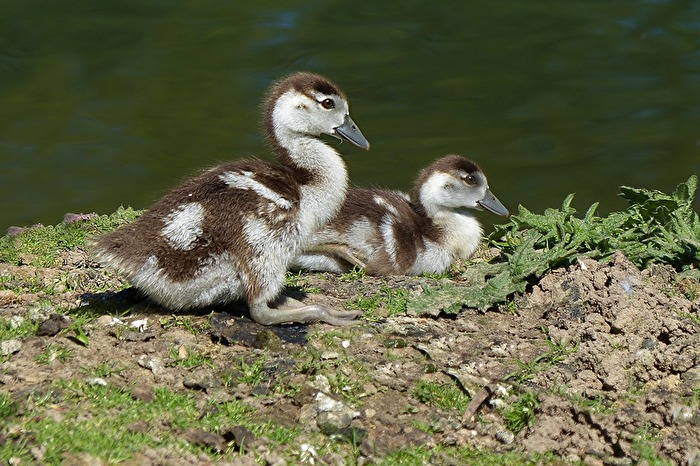 Nachwuchs der Nilgans