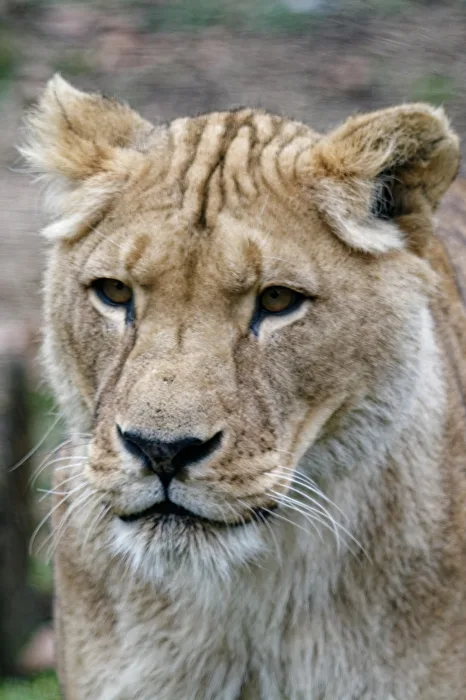 Löwe