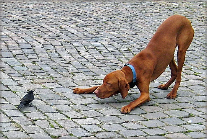 Hund