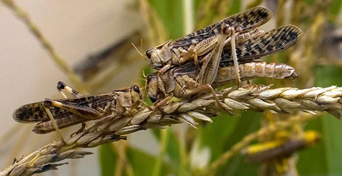 Saltamontes migratorios