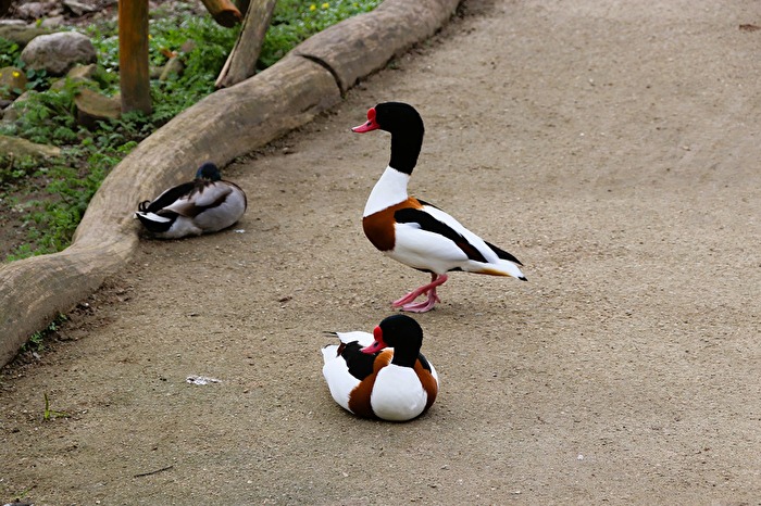 Zoo--Ente