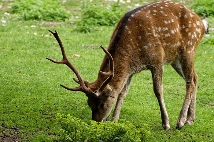 Dybowskihirsch