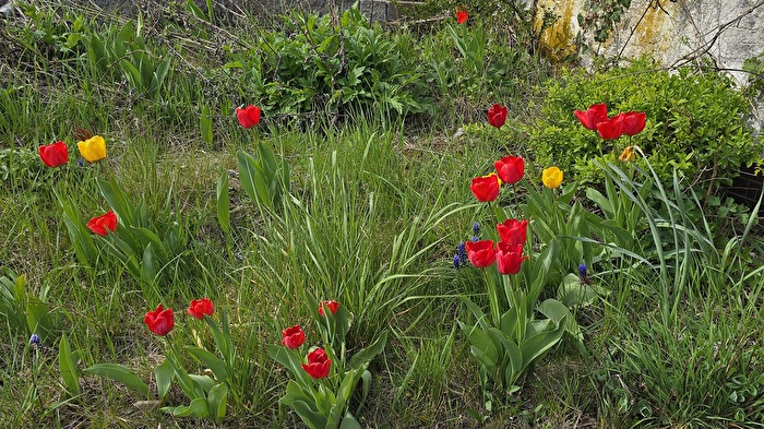Tulpen am Straßenrand