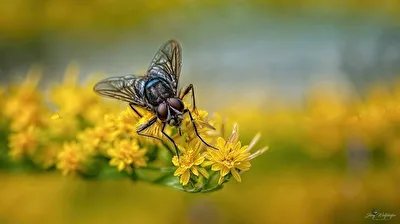 Fliege
