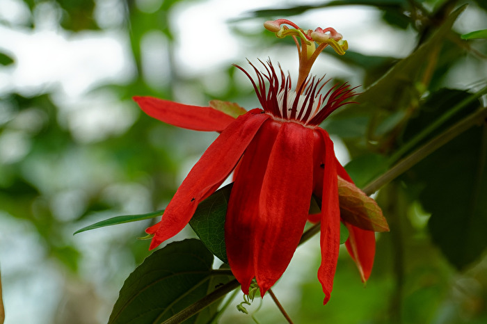 Blüte
