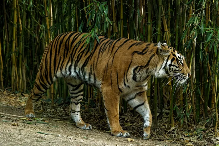 Tigre