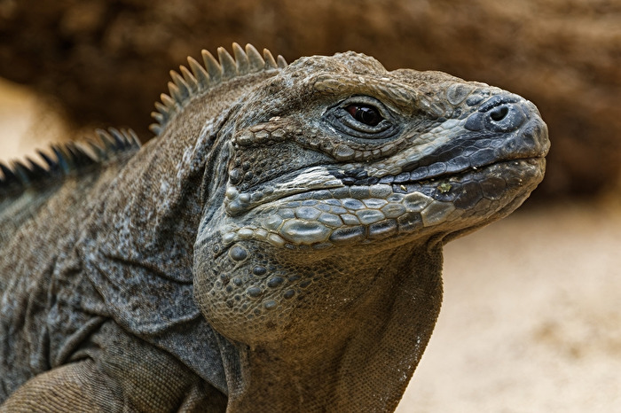 Jamaika - Leguan