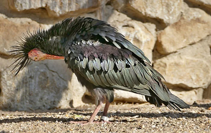 ein Waldrapp pflegt sein Gefieder