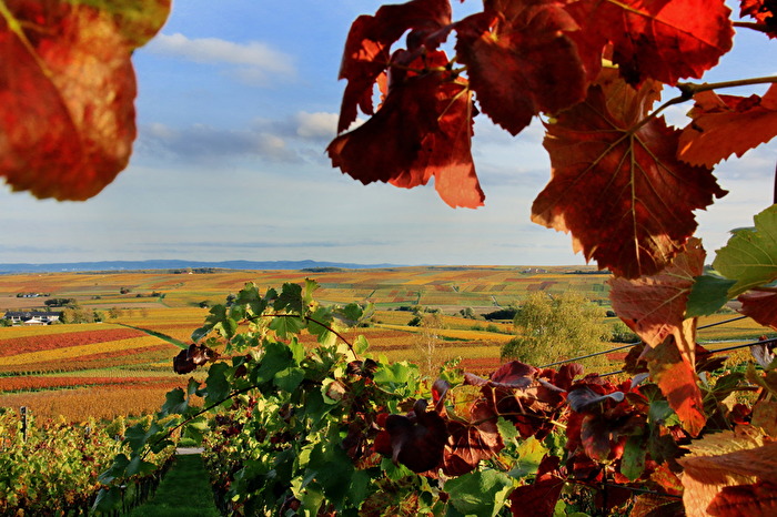 "Indian Summer" auf reinhessisch: Herbstliche Weinberge