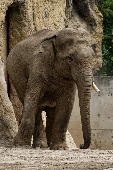 Elefant