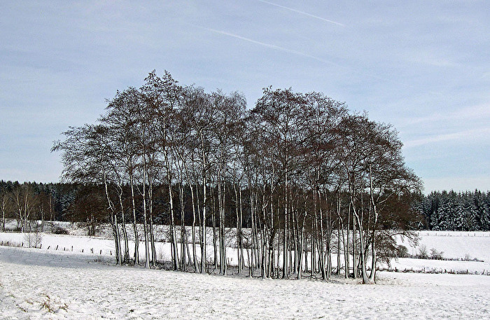 Winterwald