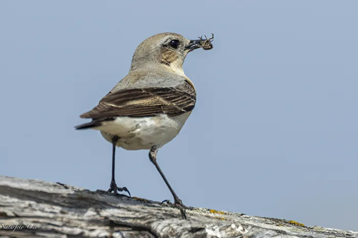 The Feeding One