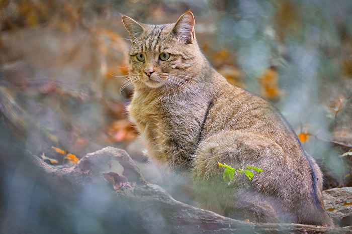 Wildkatze im Herbstgewand