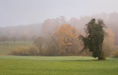 Die zarte Version des Herbstes