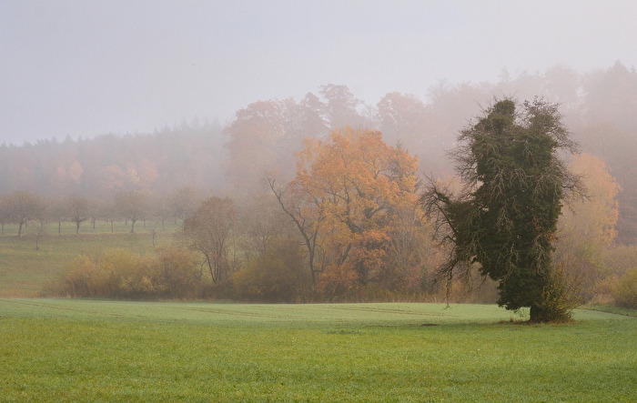 Die zarte Version des Herbstes