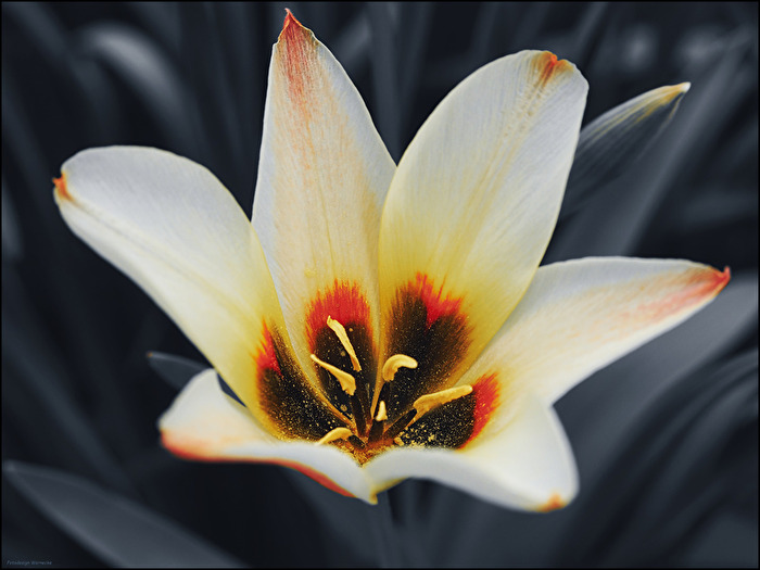Jetzt blühen auch die schönsten Tulpen