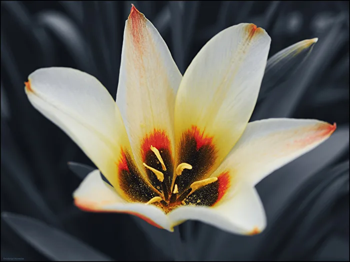 Jetzt blühen auch die schönsten Tulpen
