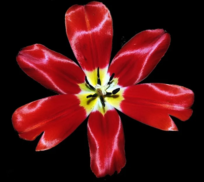 Farben einer Tulpe
