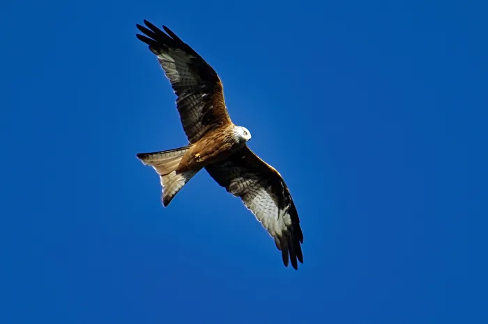 Red Kite
