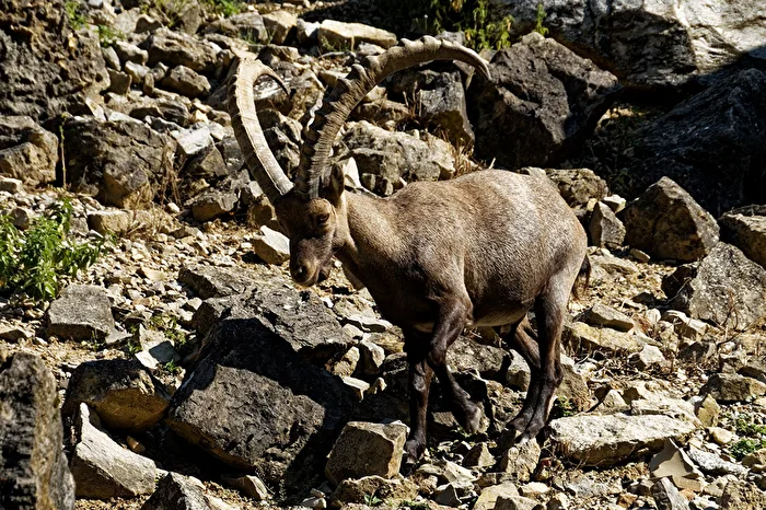 Alpine Ibex