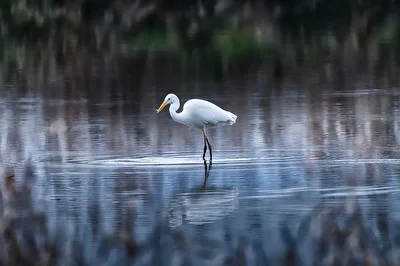 Silberreiher beim Fischen