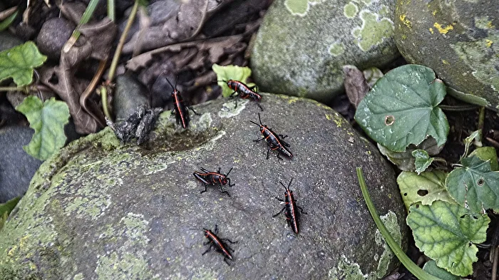 Formation