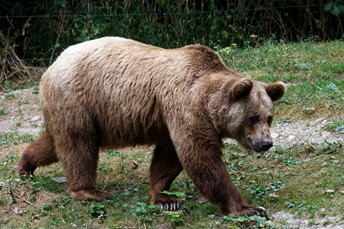 Braunbär